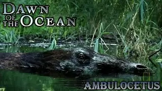 dawn of the ocean ambulocetus screen time