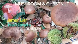 Panen Jamur & Buah Langka Berduri di Hutan! Picking wild mushrooms & Chestnuts 