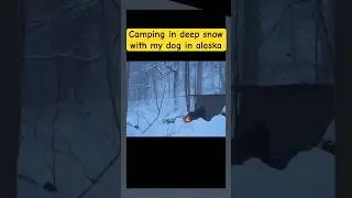 Camping in deep snow with my dog in alaska#camping #wintercamping #business #campingintherain