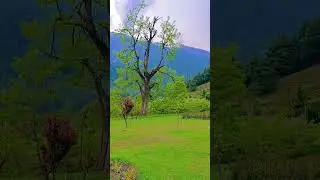 Greenery everywhere. #viral #trending