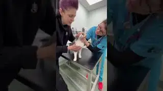 Wellness Screening - Cat