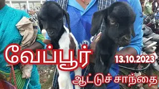 தேனி மாவட்டத்தில் இருந்து ஆடு வாங்க மக்கள் வேப்பூர் சந்தைக்கு வருகின்றனர்🧐🤔. வாங்க பாத்திடுவோம்#goat