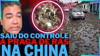 a praga de r&atilde;s na CHINA SAIU DO CONTROLE: a verdade por tr&aacute;s do sinal que est&aacute; assustando o mundo!