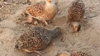 Teetar Francolin partridge Bird crossing, teetar awaz,new season  egg start