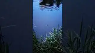 Angry pike caught