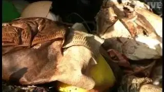 Insekten Invasion im L&auml;ndle