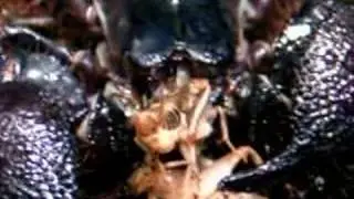Scorpian eats and hunts