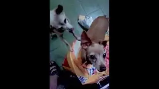 V&Eacute;IO APAIXONADO