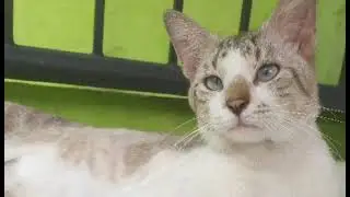 what d cat eyes color mean?