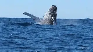 Drone and boat footage of humpback whales and calves in Cabo 2022