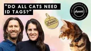 Cat ID Tags: Do All Cats Need Them?