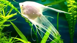 Platinum Pearlscale Angelfish. Skalary Perłowe Platynowe