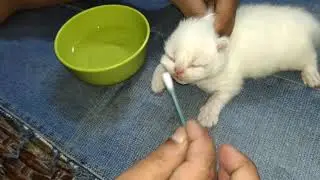 #tutorial #opencateyes #kitteneyes #8daysoldkitten #cutekitten  How to open cat/kitten eyes at home!