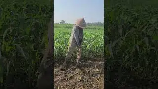 simple weeding techniques to maintain corn growth  #shorts