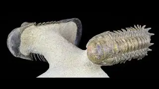 Flying Crotalocephalina & Paralejurus Trilobite Association - Specimen #57774
