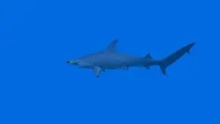 Hammerhead Shark Unity
