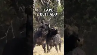 MOST POWERFUL Animals In AFRICA💪#animals #shorts