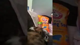 Baking soda, cheap way to help my puppy/dog smell fresh🐶❤️👩🏻🐶