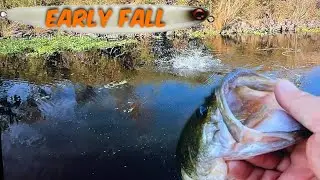 California Delta Bass Fishing.(FALL TRANSITION)
