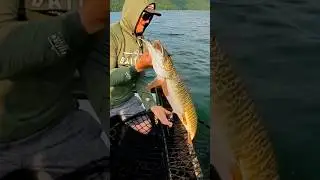 I HOOKED a MONSTER TIGER MUSKY!!! 😱😱😱 #fishing #shorts #outdoors