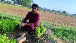 Our rice cultivation work has started