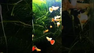 Albino Red Topaz Juvenile #fishkeepinghobby #aquarium #aquarium #aquascapegallery #aquascapelowtech