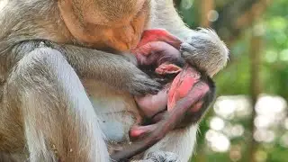 WHAT MOMMY DOING___? NEWLY BABY VERY TIRED CRY LOUD ANGRY MOM CHECKING HARD.