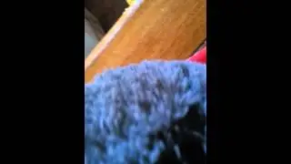 Hideaway pets