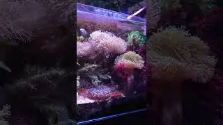 Красные водоросли, похожие на сахарную вату... хуже, чем пузырчатые водоросли.
