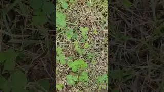 ❤️ 사랑의 십자가 네잎클로버~🍀