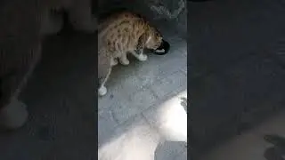 Юнус Абад! Чья потеряшка?