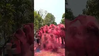 Holi 2024 #amaresfarm #usgaon #usgaondam #partyplace #familygettogether#friendstrip #partyplacevasai