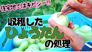ひょうたんを収穫して処理【自給生活北海道ぐるりの暮らし】#101 今年も、ひょうたんランプ用の千成ひょうたんの収穫や処理が始まりました。収穫のタイミングや素材化するための作業を紹介しています。