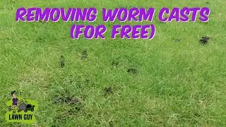 HOW TO REMOVE WORM CASTS (For Free)