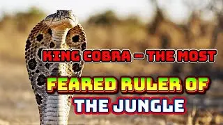 KING COBRA – THE MOST FEARED RULER OF THE JUNGLE#WILDPERILZONE#KINGCOBRA#DANGEROUSANIMALS