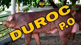 🐷 Reprodutor Duroc P.O - Pedidos com a Sol ☎️ 061.9.9880.3387 (Gen&eacute;tica Granja Peru) 🧬