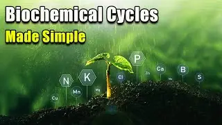 Biochemical Cycles Made Easy!