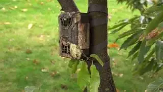 WingHome Game Trail Camera Review