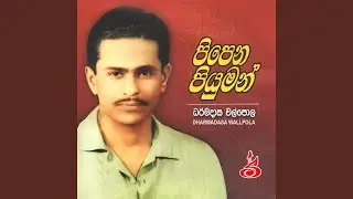 Pipena piyuman