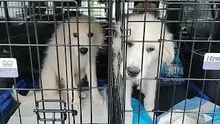 Dog Rescue Transport # 547