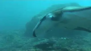 Diving Bali Mantapoint