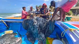 Fabulous! Monster Catch Stuns Sri Lankan Village | 210kg Big Round Ribbontail Ray