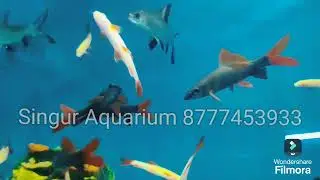 Stock list Singur Aquarium