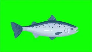 Green Screen Fish Animation | 3D Fish Design | Green Screen | Free Copyright Video