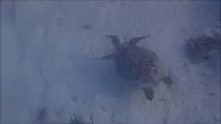 Hawksbill Sea Turtle | Laamu Atoll | Maldives