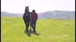 Peter Pfister  So versteht Dich Dein Pferd  DVD Trailer