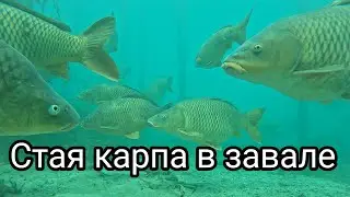 Подводная охота в завале.Там много держится крупного карпа.