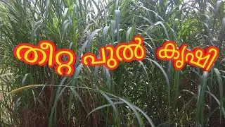 തീറ്റ പുൽ  കൃഷി
(Fodder cultivation)