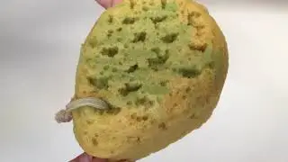 Soapy New Natural Bath Sponge Ripping-Squeezing-Scratching Asmr Sponge Korea