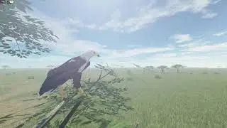 New African Fish Eagle mechanics! - Testing A - EP01